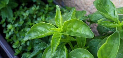 jardin d’intérieur