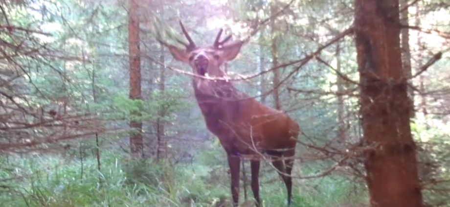 caméra de chasse